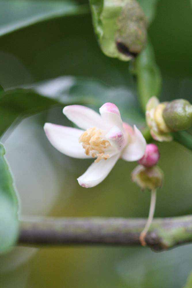                 Flower (Cook, Riverside, CA)       